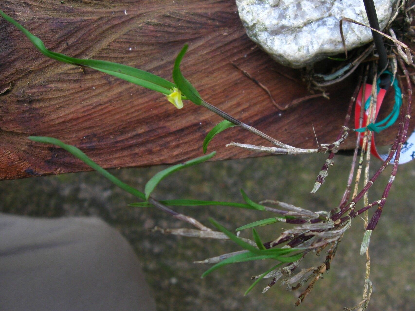 Polystachya lindblomii habit