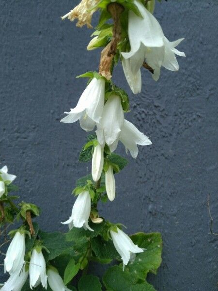 Campanula alliariifolia flower