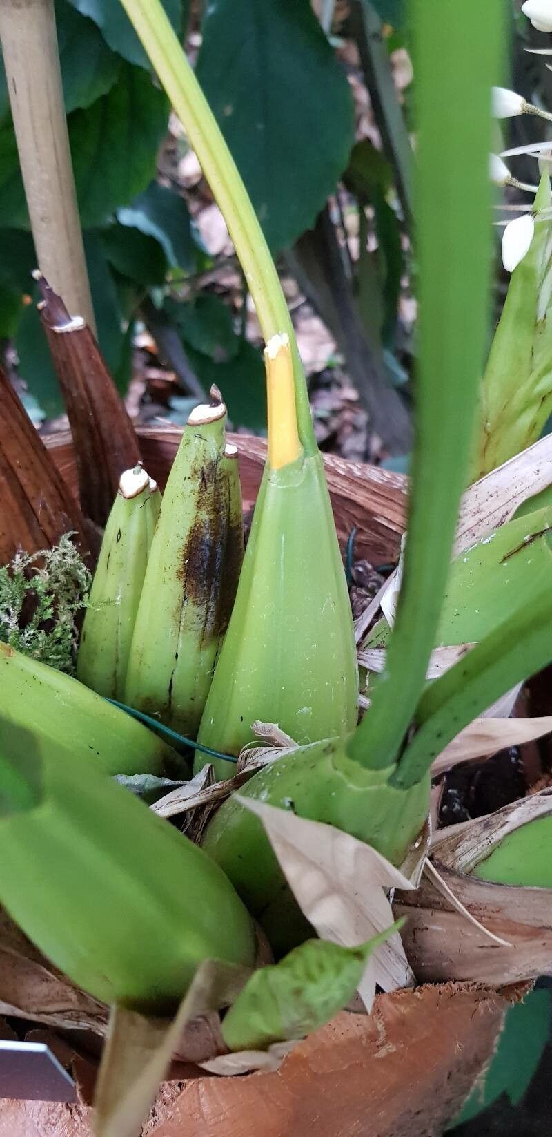 Coelogyne multiflora other