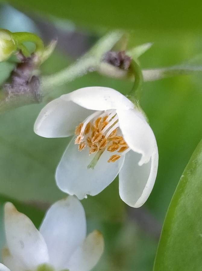 Cleyera japonica flower