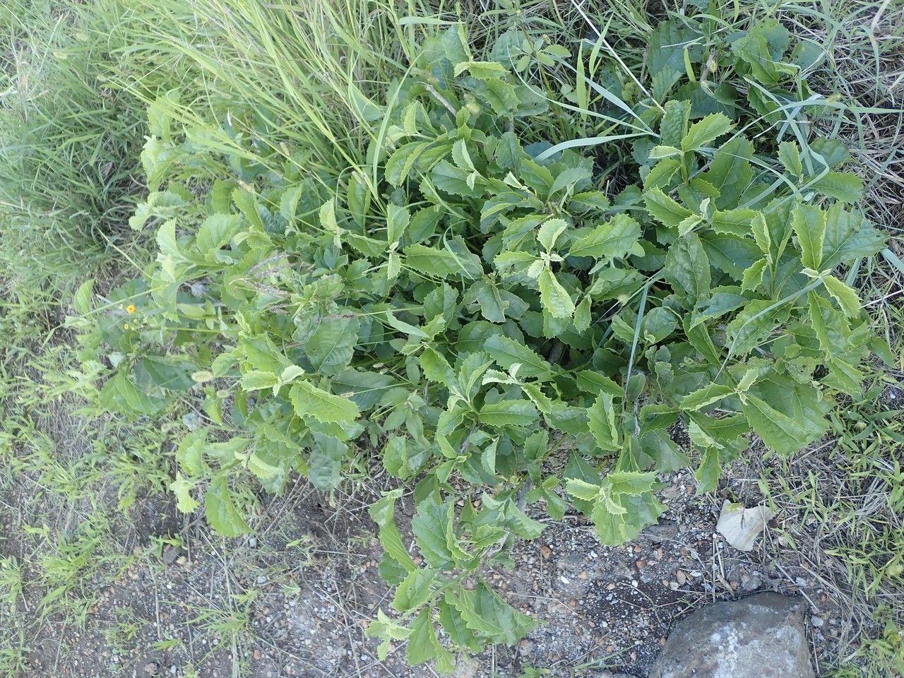 Cordia crenata habit