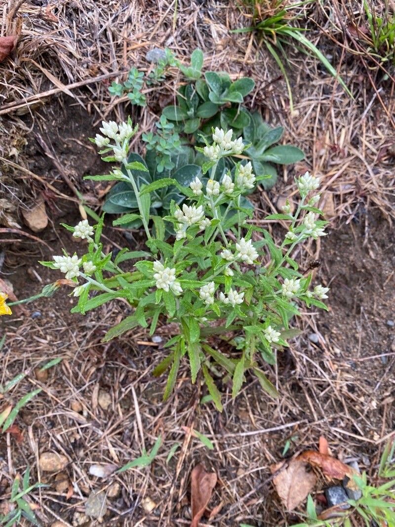 Pseudognaphalium biolettii — search result for 'Pseudognaphalium'