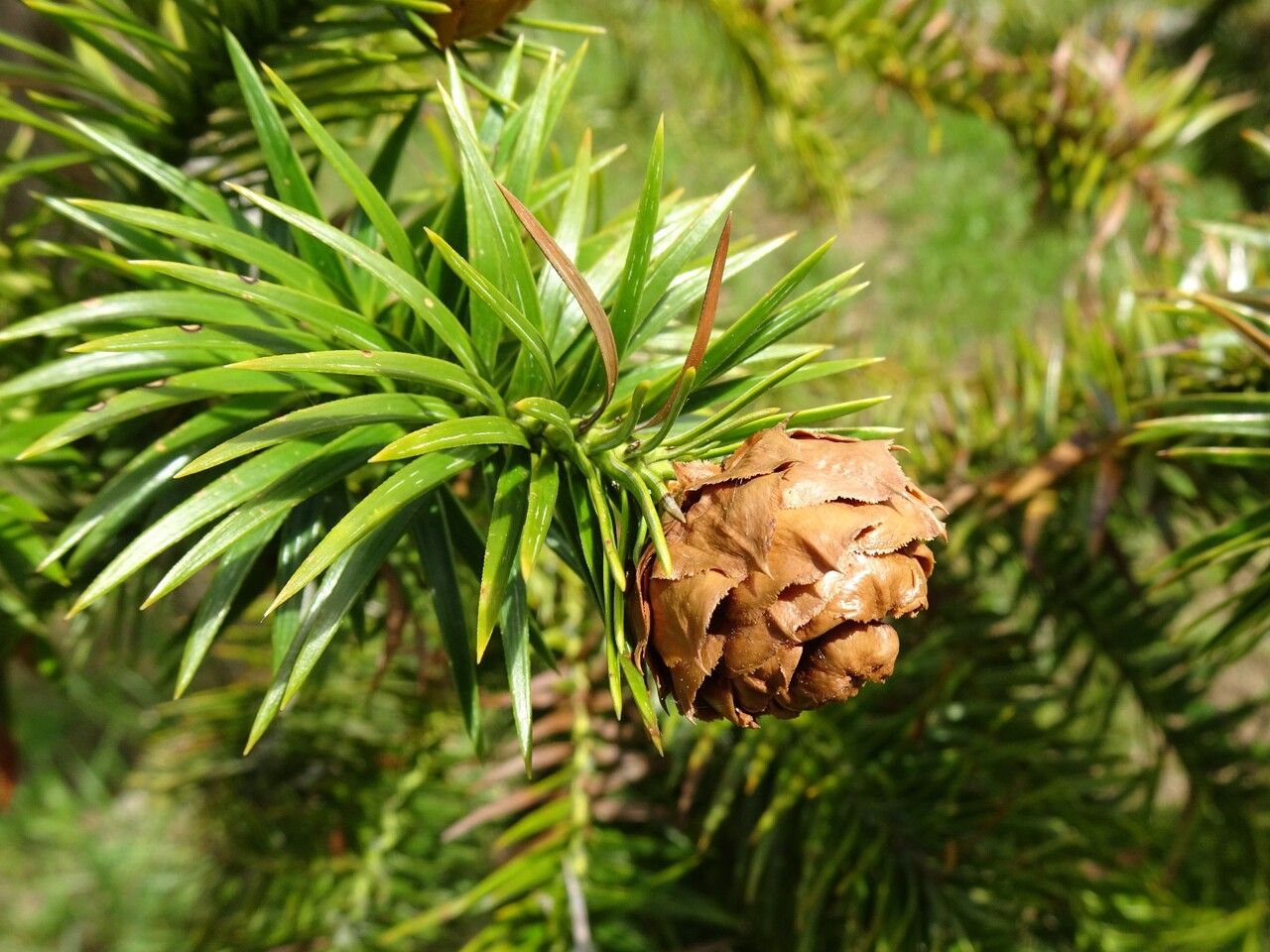 Cunninghamia lanceolata fruit