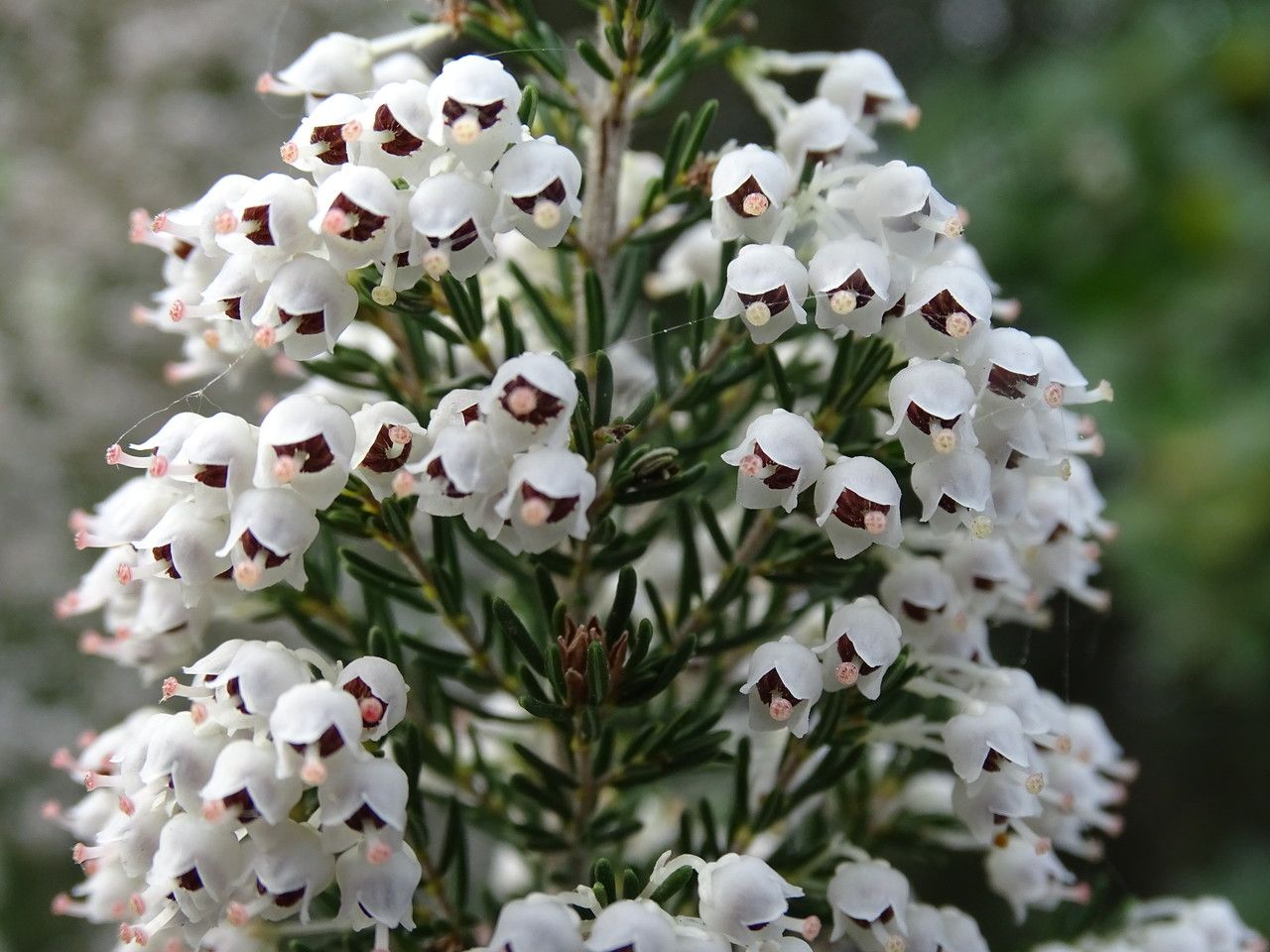 Erica arborea flower