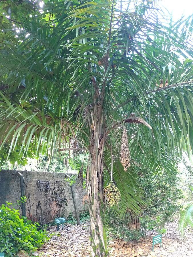 Syagrus comosa fruit