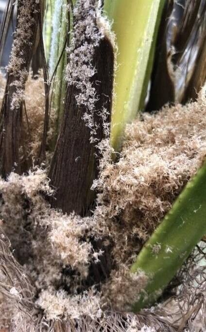 Trachycarpus ukhrulensis bark