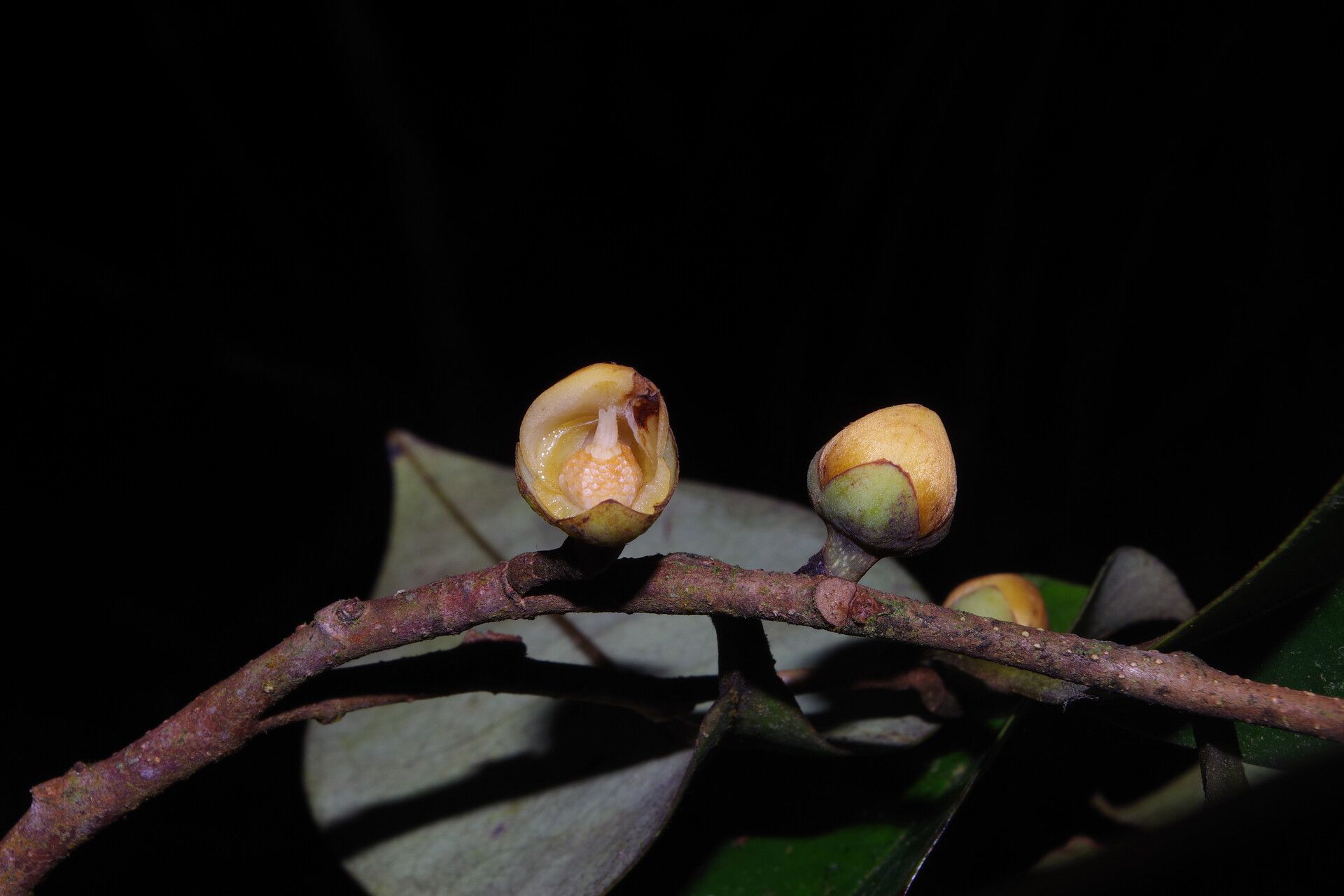 Xylopia africana flower