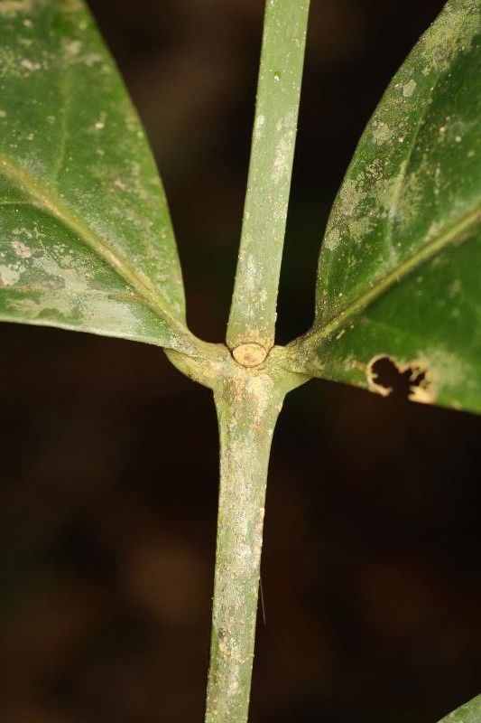 Bonafousia macrocalyx other
