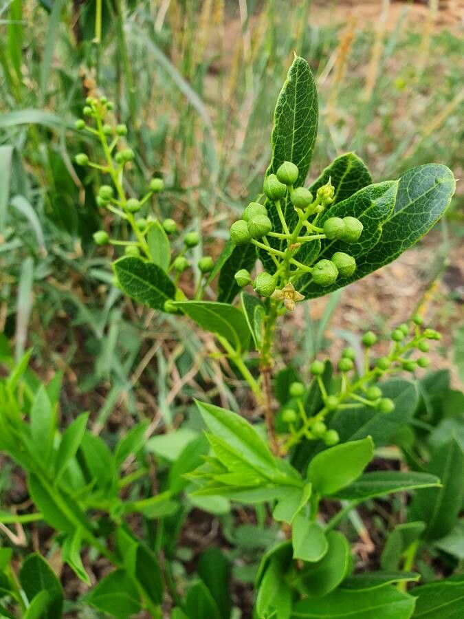 Boscia mossambicensis fruit