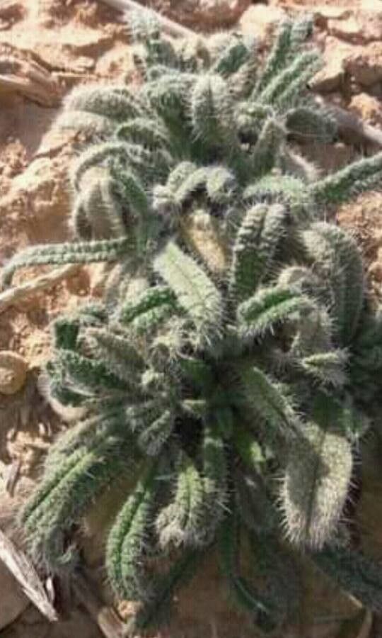 Echium horridum leaf