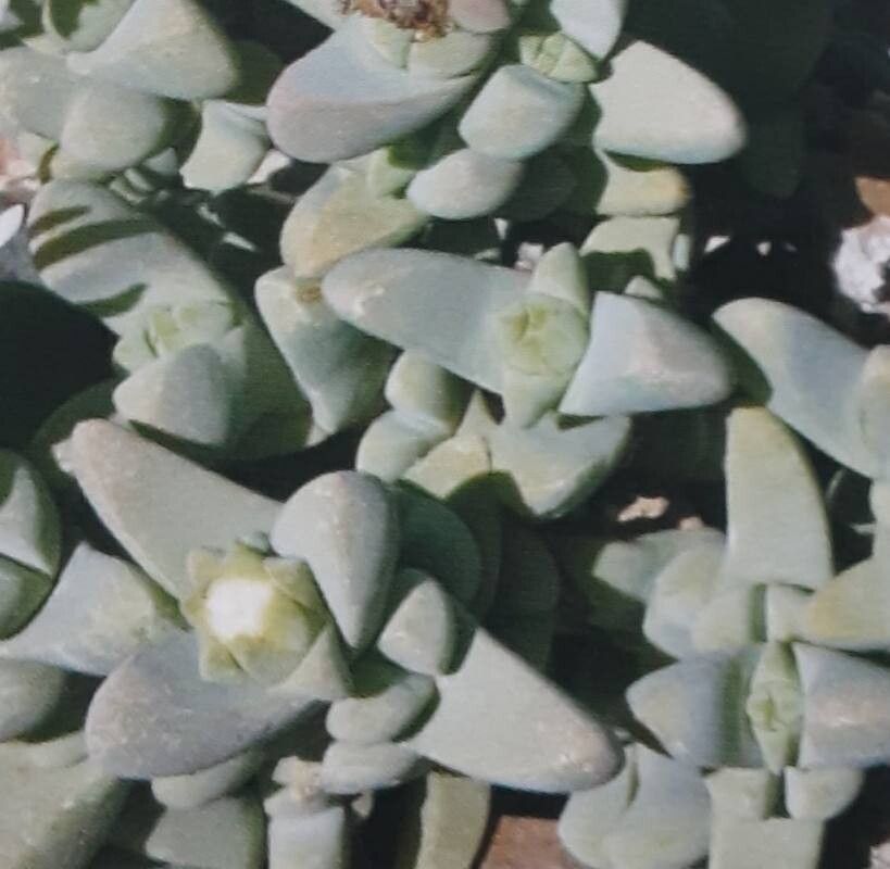 Astridia alba — related species from the same genus