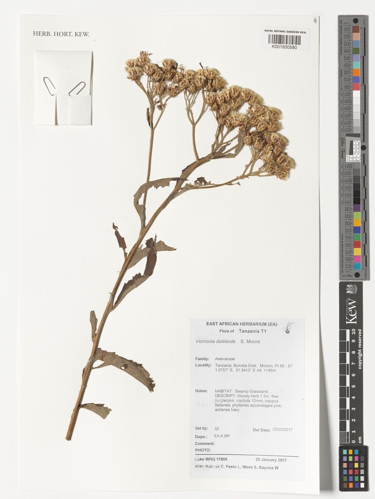 Baccharoides dumicola — related species from the same genus