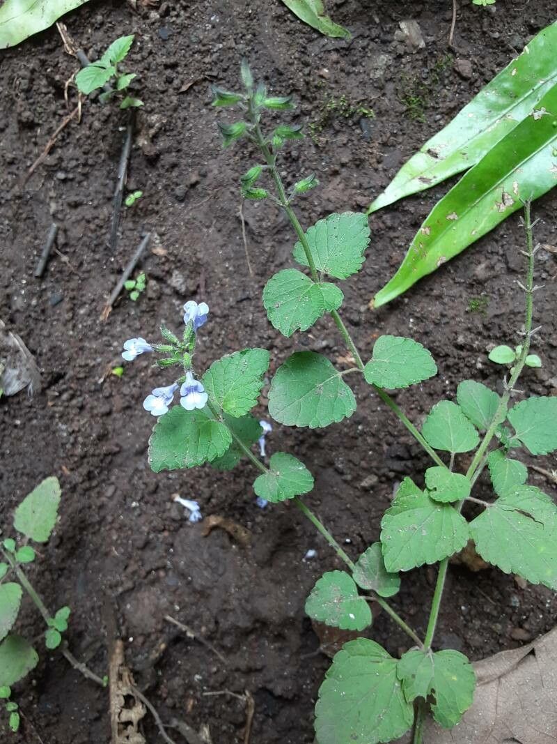 Salvia serotina — search result for 'Panama'