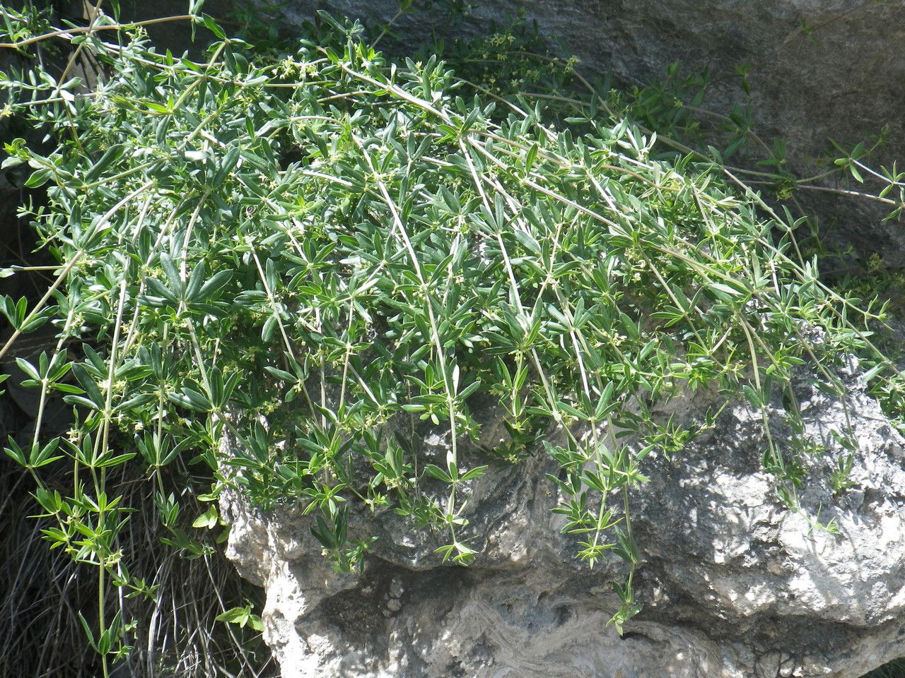 Rubia tenuifolia habit