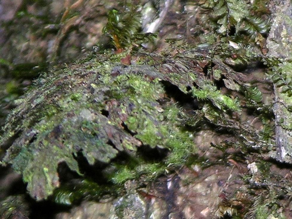 Polyphlebium diaphanum — related species from the same genus