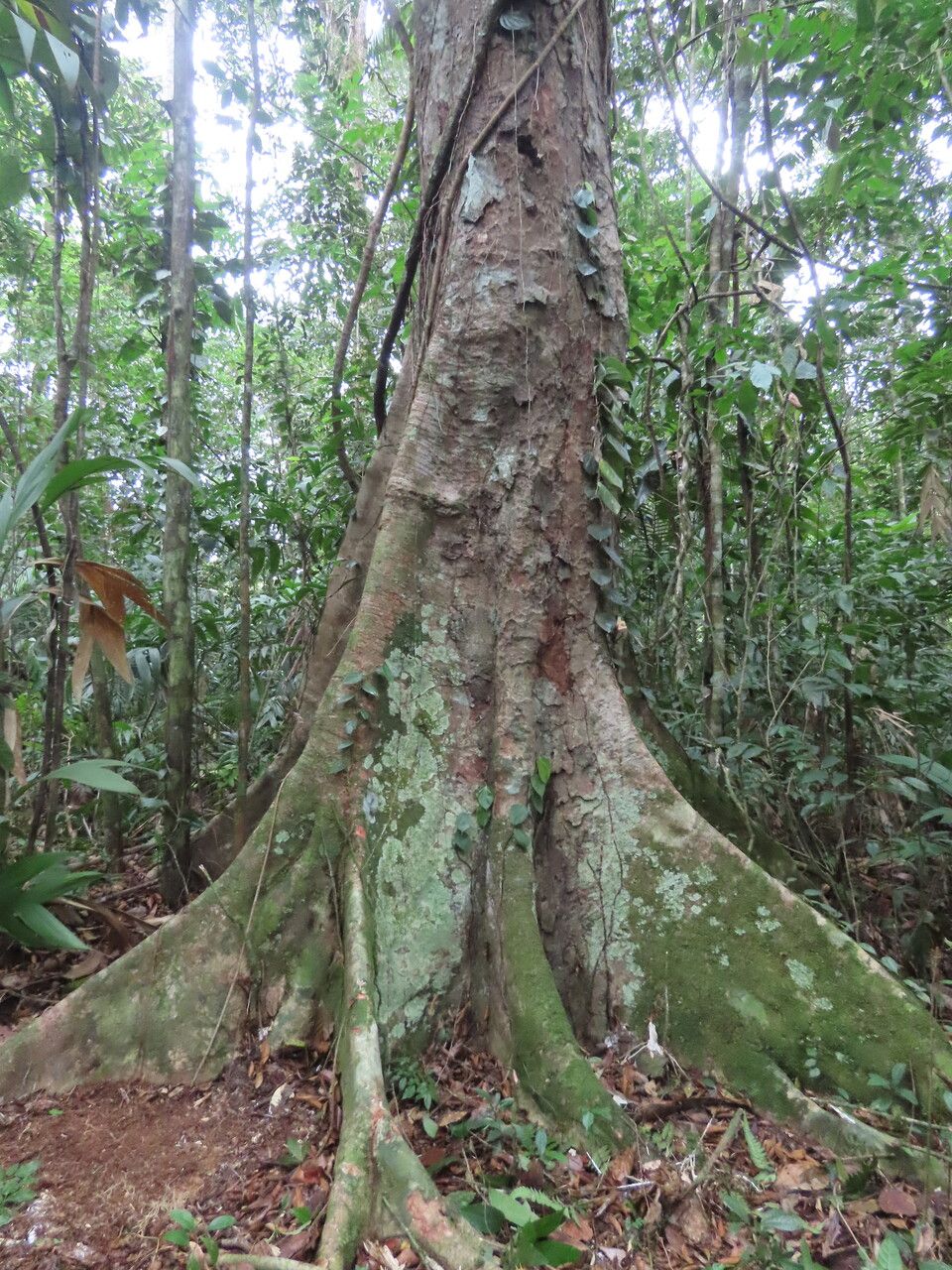 Dialium guianense bark