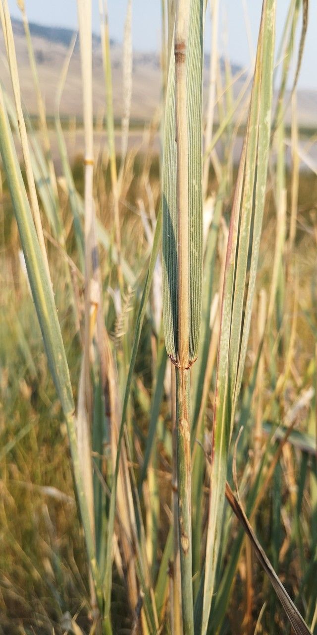 Leymus mollis — houseplant care guide