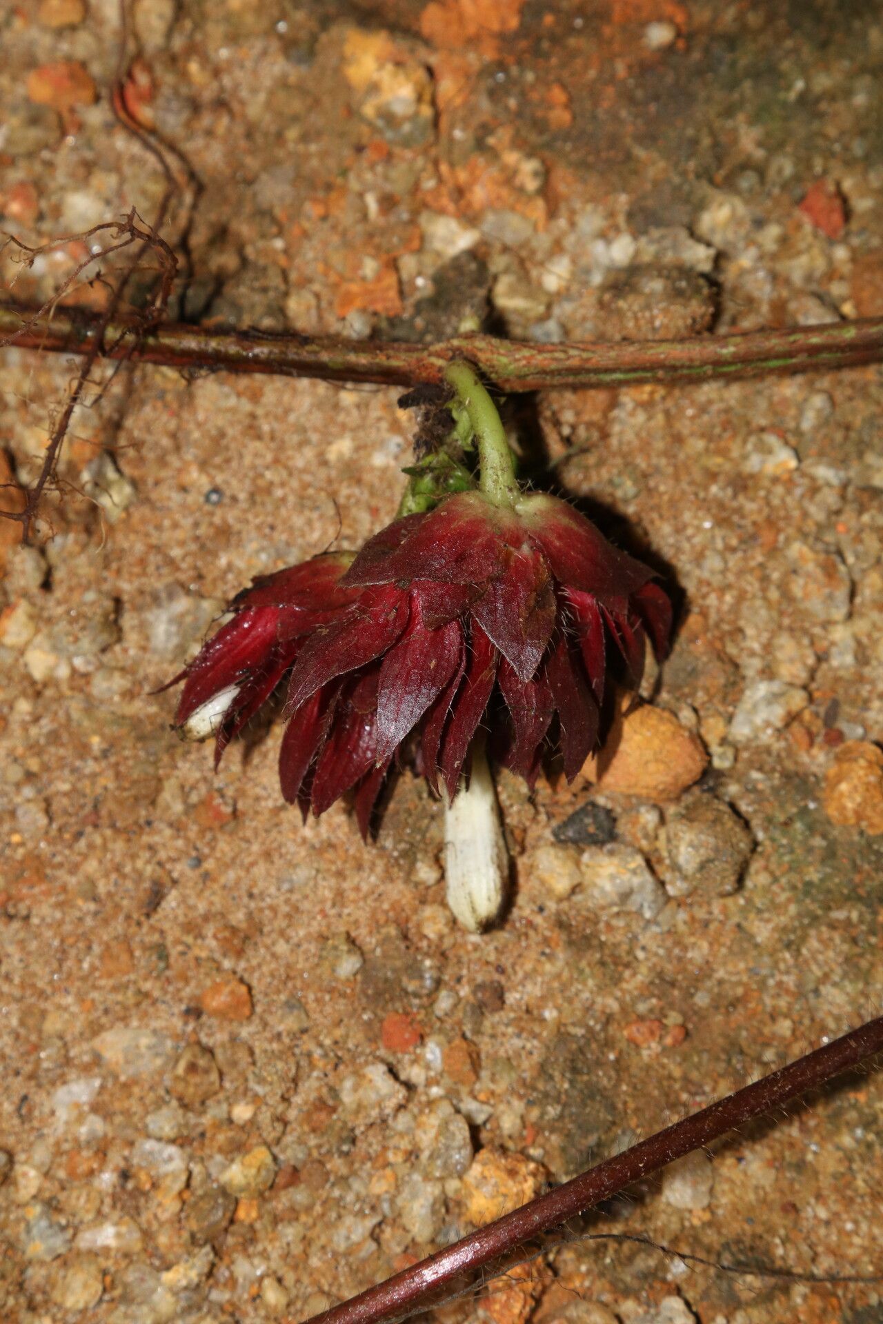 Sabicea pilosa flower