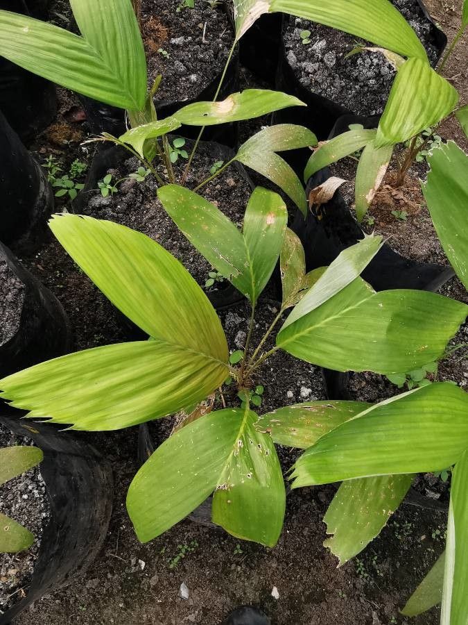 Chamaedorea deckeriana — search result for 'Chamaedorea'