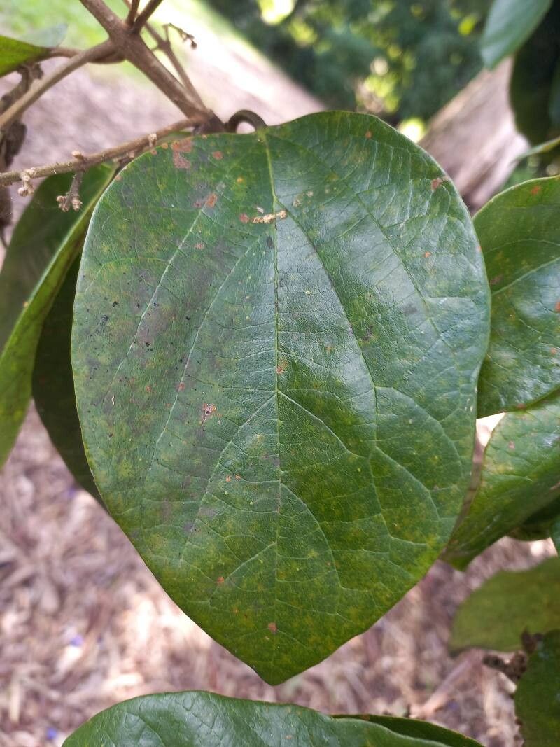 Gmelina fasciculiflora — related species from the same genus