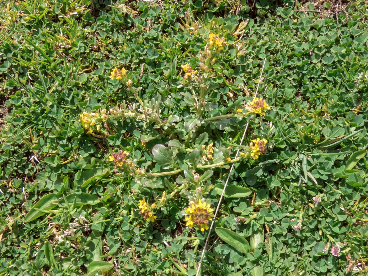 Barbarea bracteosa habit