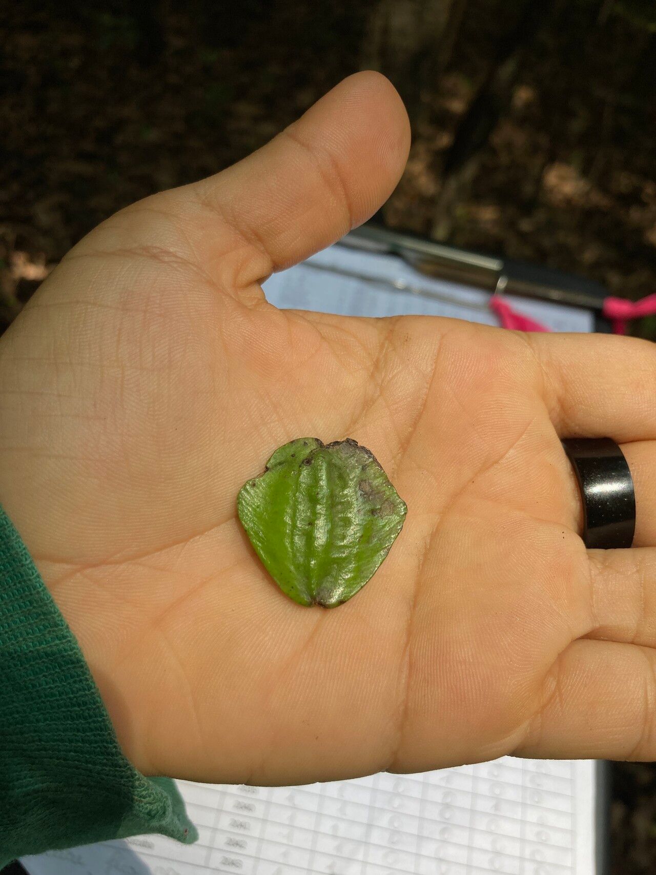 Terminalia oxycarpa — search result for 'Terminalia'