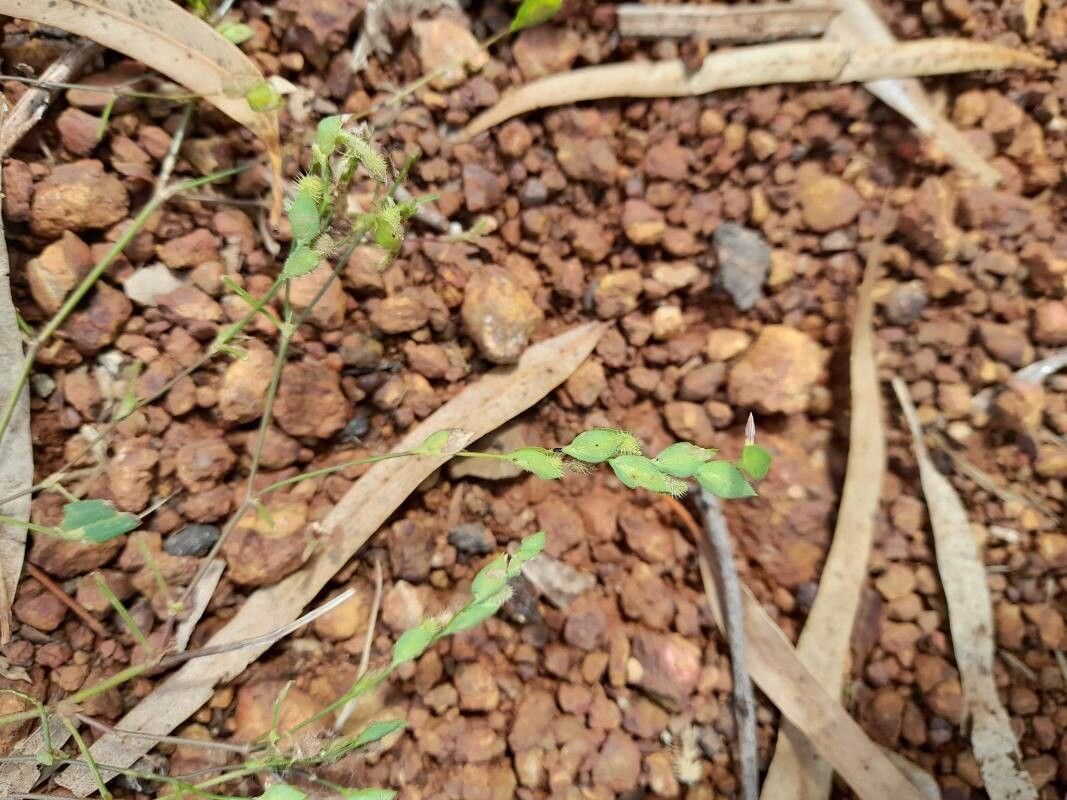 Zornia glochidiata fruit
