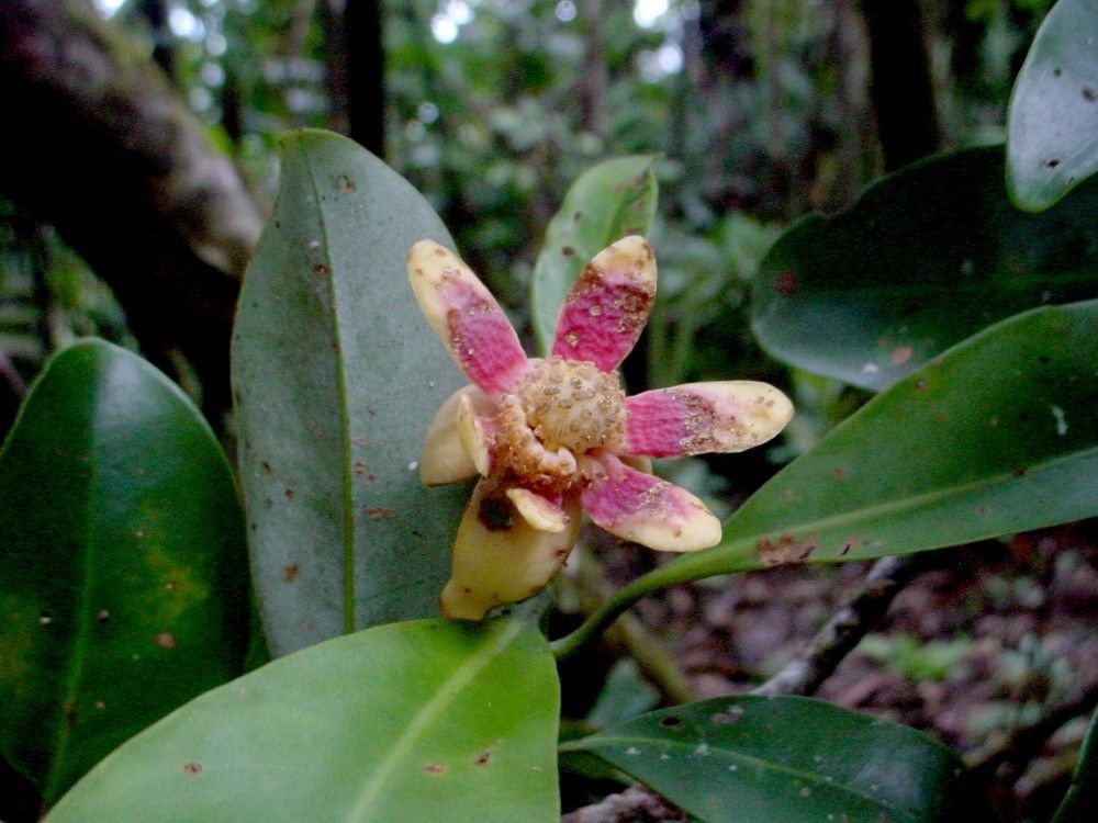 Zygogynum bicolor flower