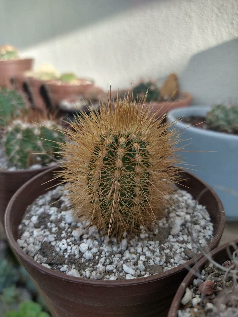 Pilosocereus chrysostele bark