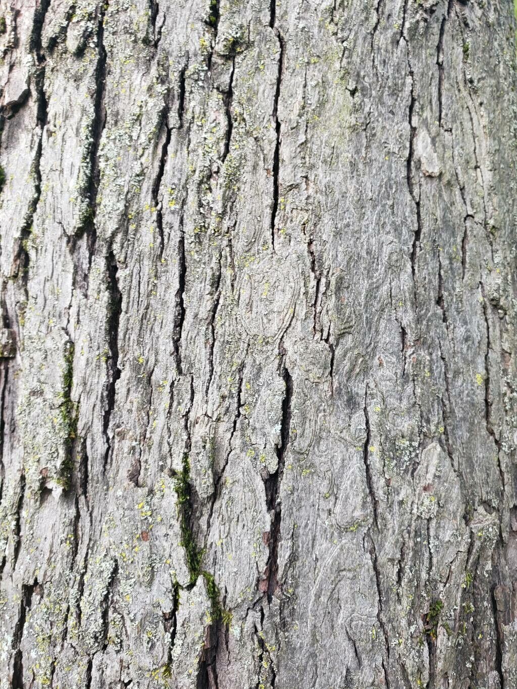 Malus asiatica bark