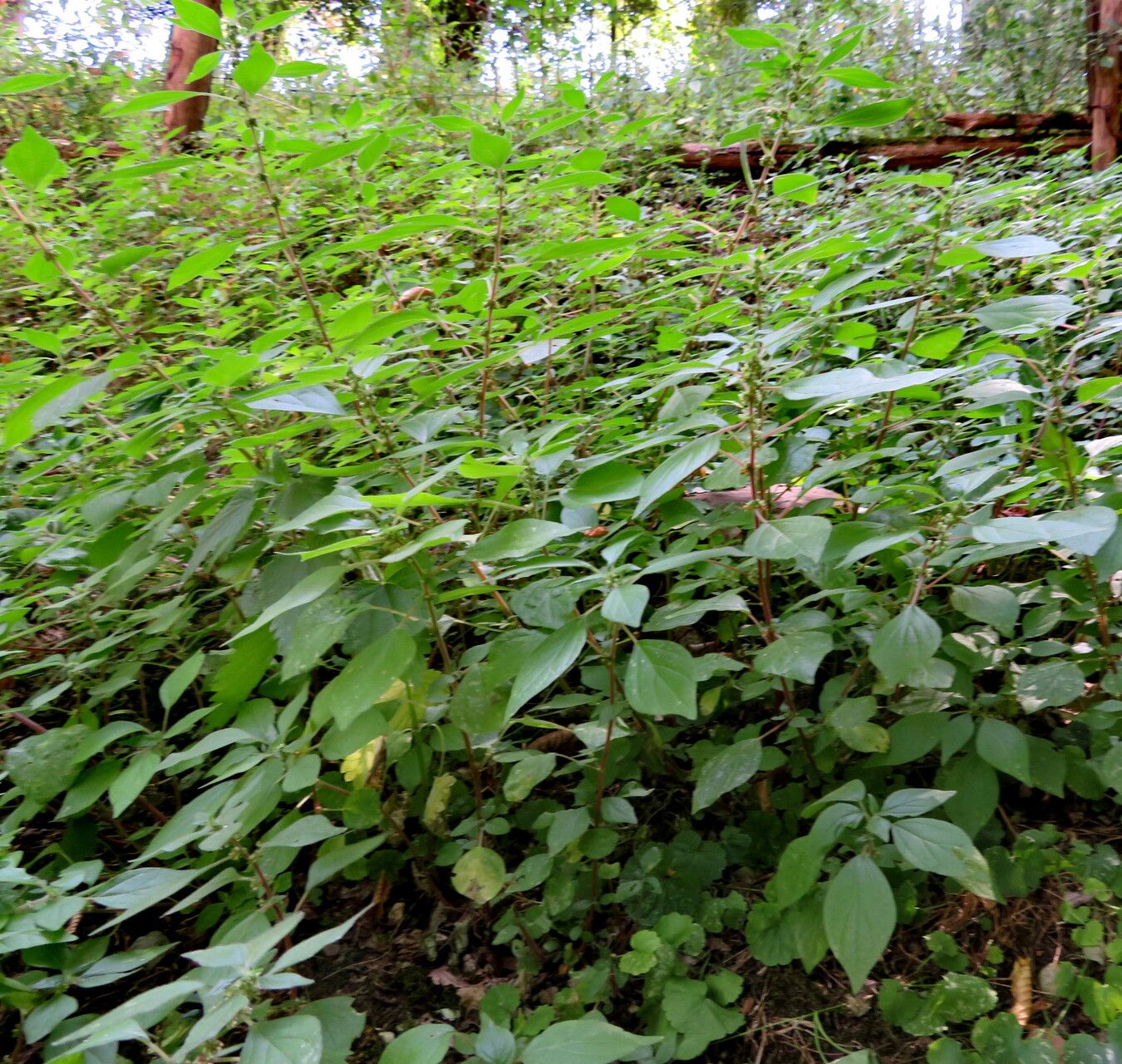 Amaranthus graecizans leaf