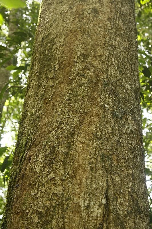 Parinari excelsa bark