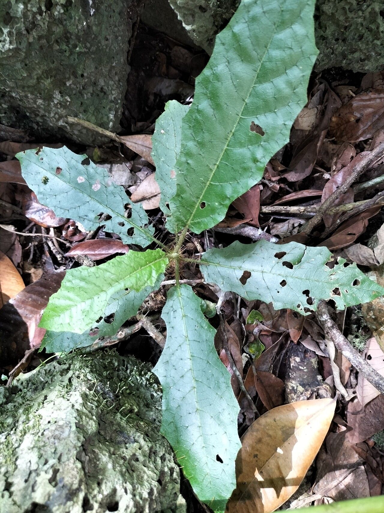 Solanum macoorai — houseplant care guide