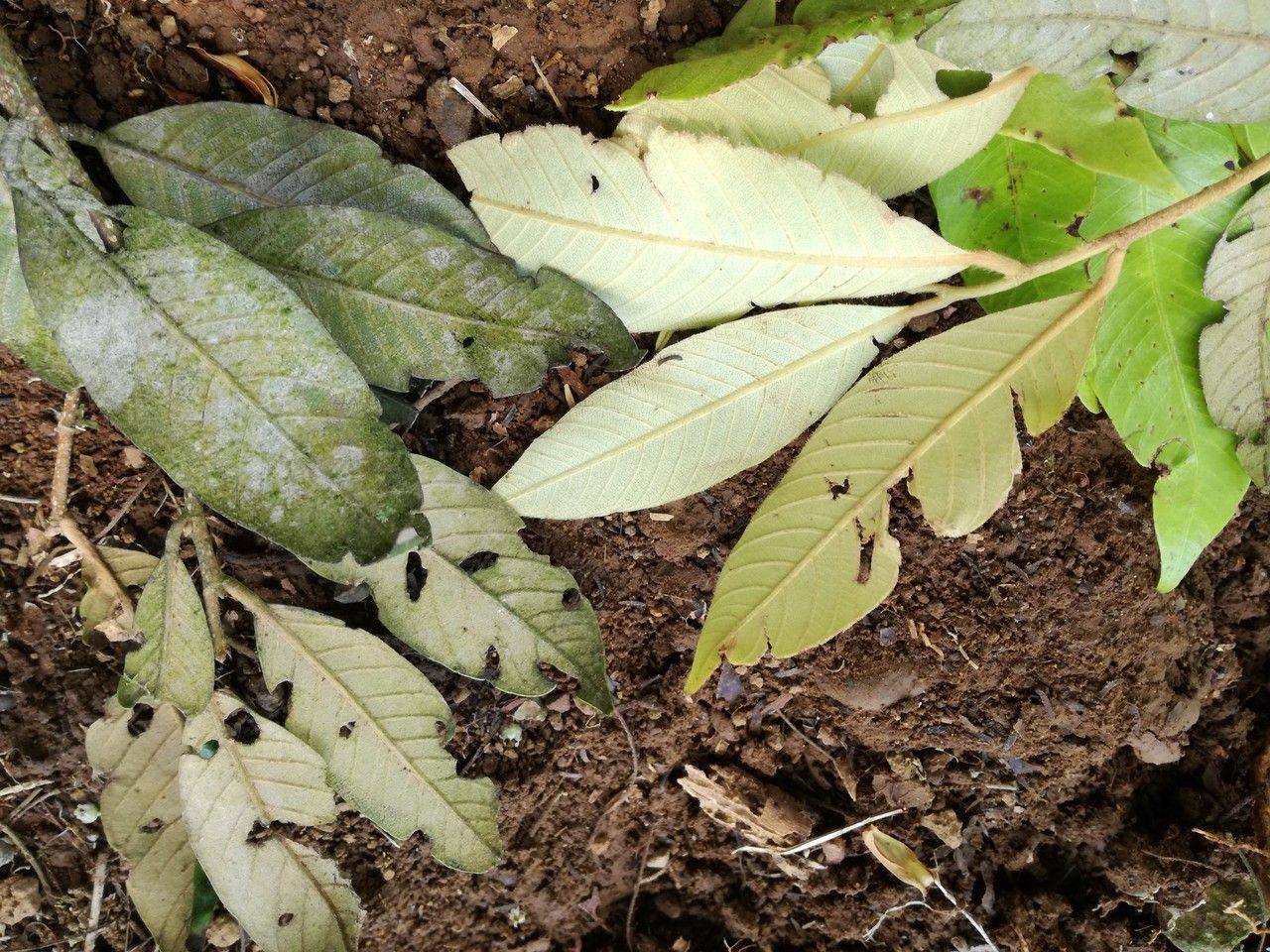 Parinari parvifolia — houseplant care guide