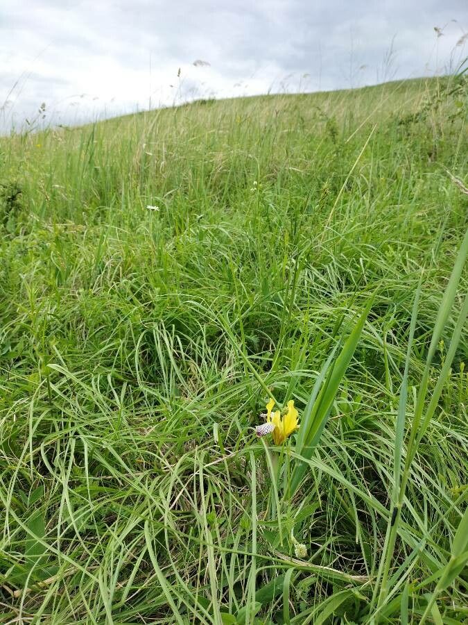 Iris variegata habit