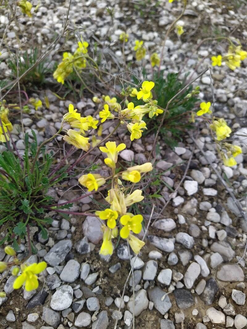 Brassica glabrescens flower