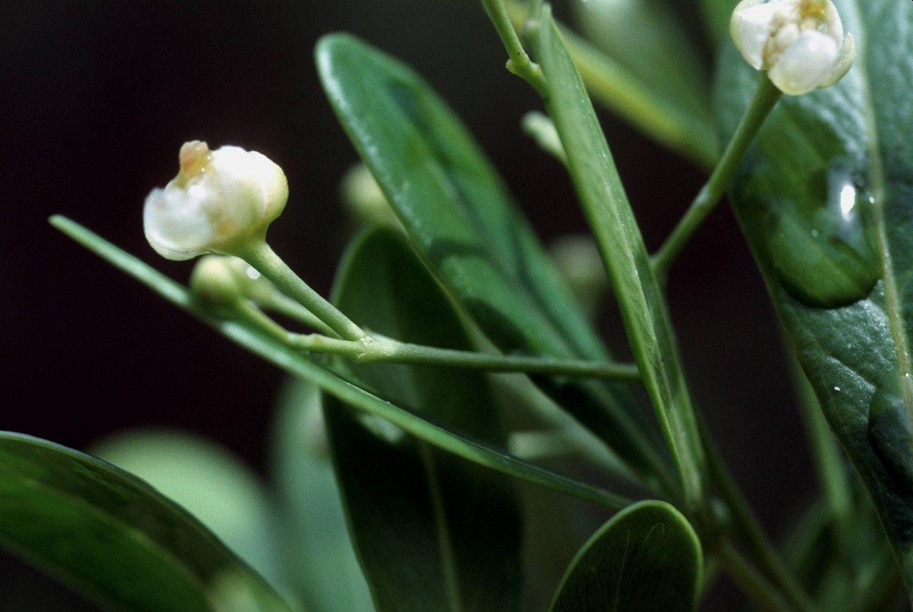 Hypelate trifoliata fruit