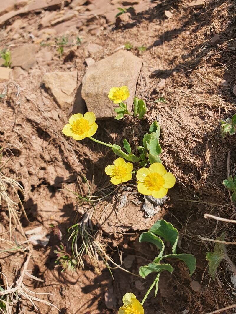 Ranunculus hybridus flower