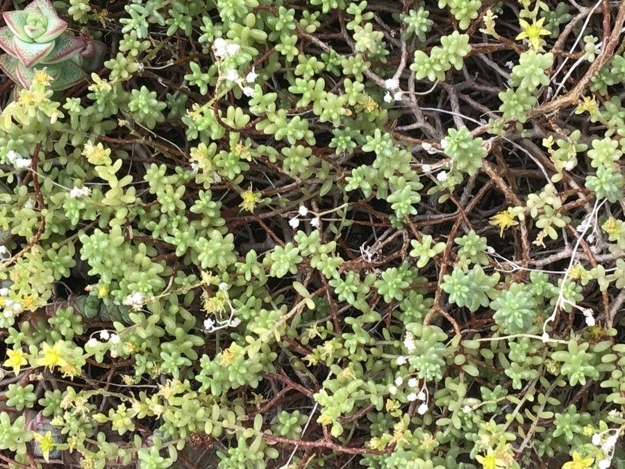 Sedum nudum — houseplant care guide