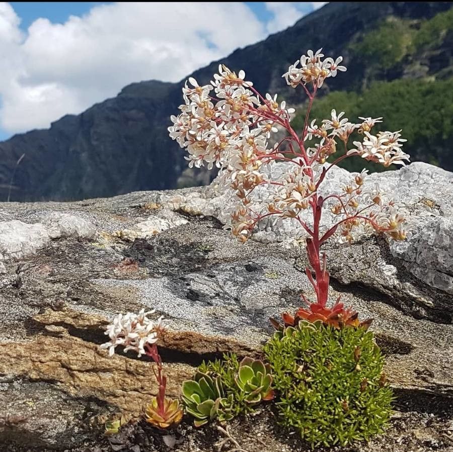 Saxifraga cotyledon flower