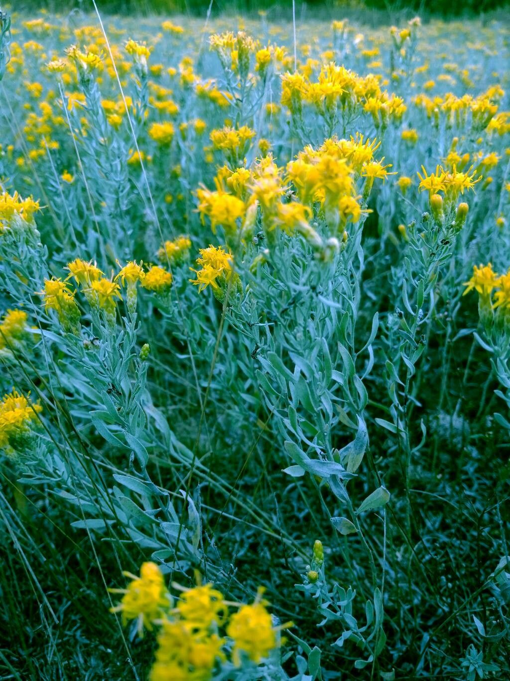 Galatella villosa flower