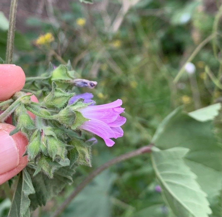 Lavatera cretica flower