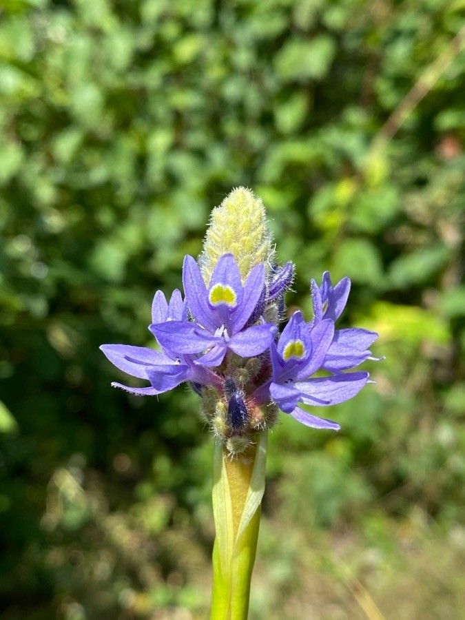 Pontederia cordata flower