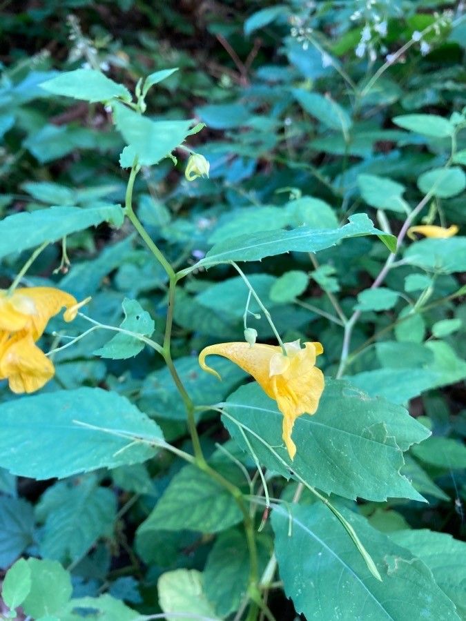Impatiens noli-tangere flower