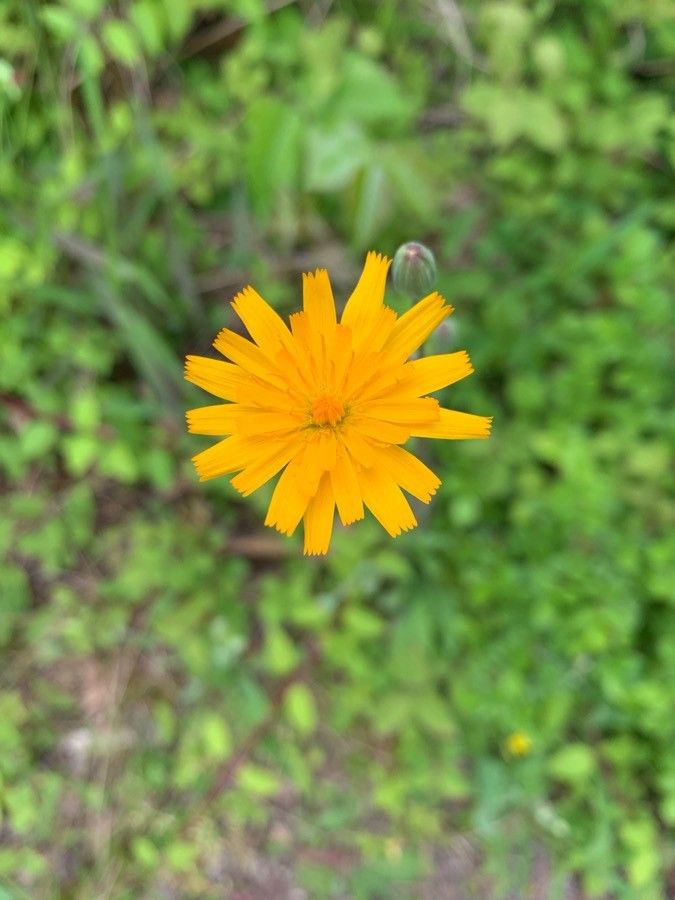 Krigia biflora flower