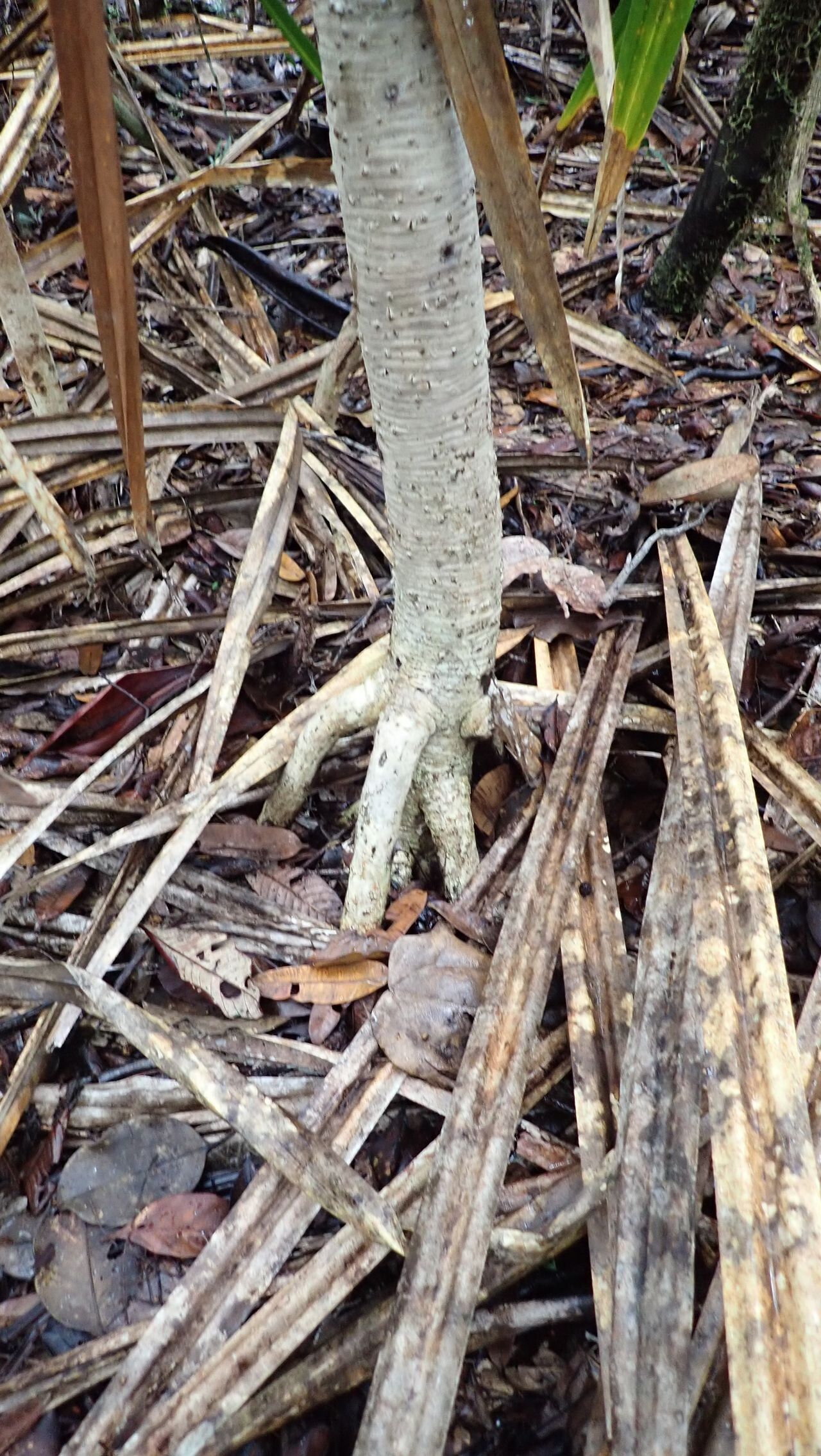 Pandanus bernardii bark