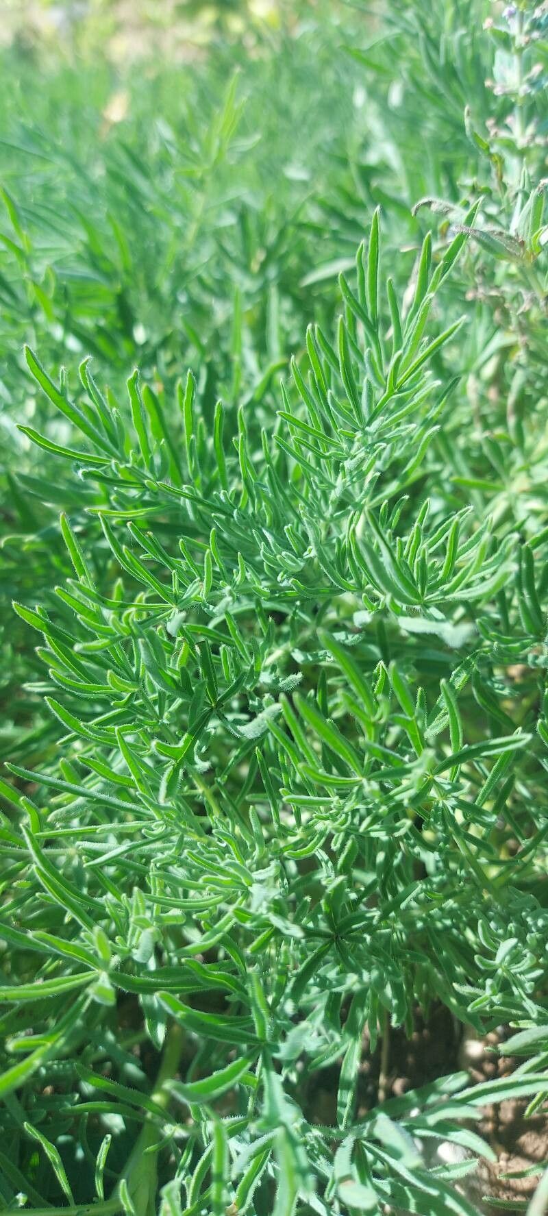 Salvia scabiosifolia — houseplant care guide