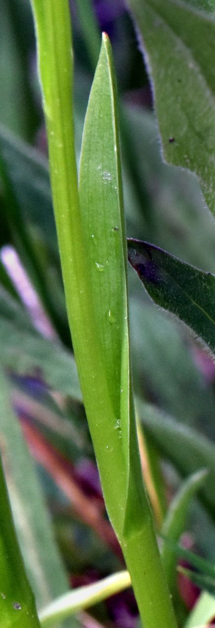 Spiranthes romanzoffiana leaf