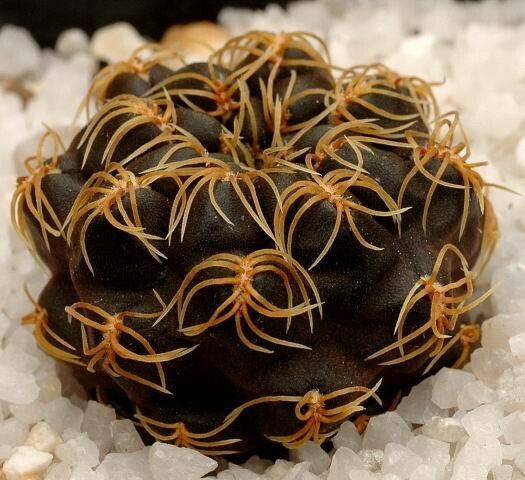 Rebutia glomeriseta — houseplant care guide