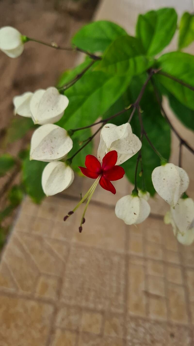 Clerodendrum thomsonae flower
